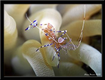 Shrimp - Bonaire at night by Chris Bacon 